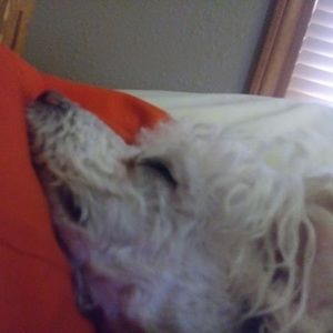 Meet your Posher, Casey